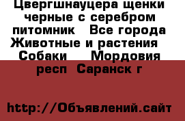 Цвергшнауцера щенки черные с серебром питомник - Все города Животные и растения » Собаки   . Мордовия респ.,Саранск г.